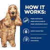 Hill's Prescription Diet z/d Skin/Food Sensitivities Original Flavor Dry Dog Food - 8 lb Bag