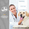 NaturVet Senior Advanced Joint Health Supplement for Dogs Soft Chews 120 ct
