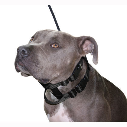 Cesar millan illusion dog hot sale collar