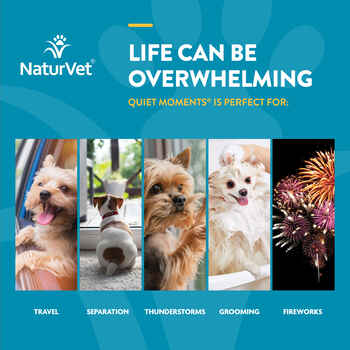 NaturVet Quiet Moments Calming Aid Plus Melatonin Supplement Soft Chews for Dogs - 65 ct Soft Chews