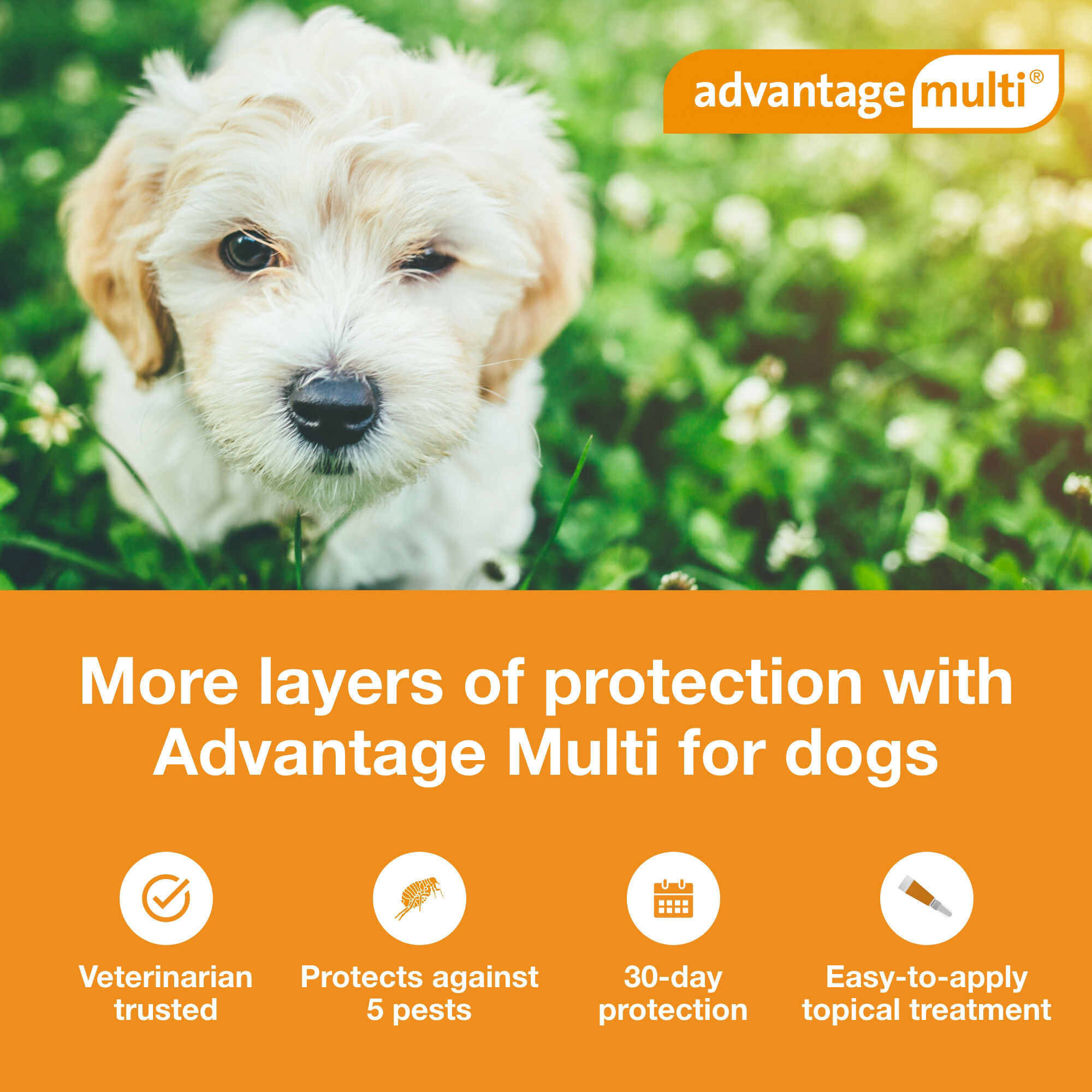 Advantage multi for dogs clearance ingredients