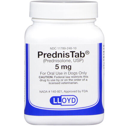 Prednisolone ear drops outlet for dogs