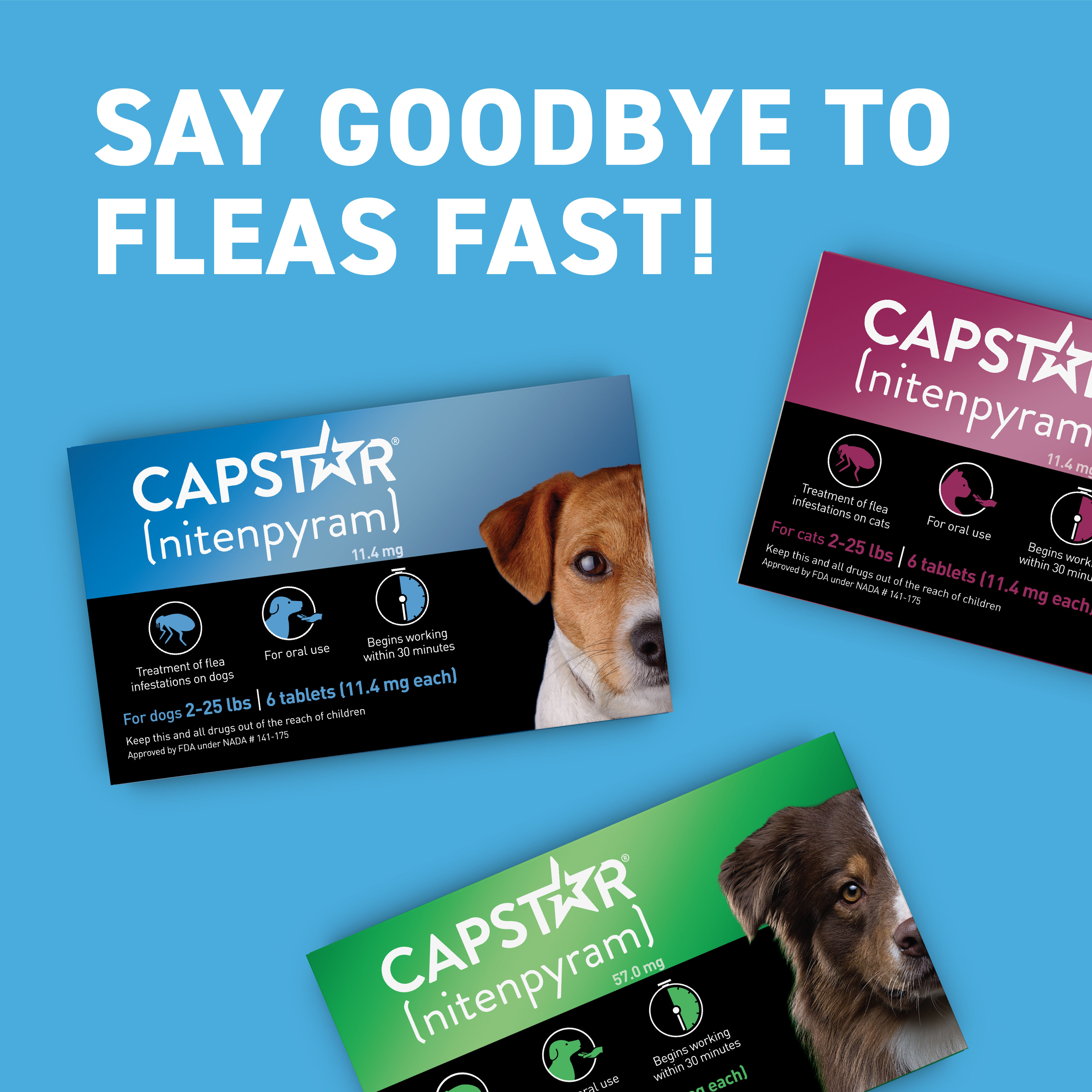 Capstar Flea Treatment Tablets | 1800PetMeds