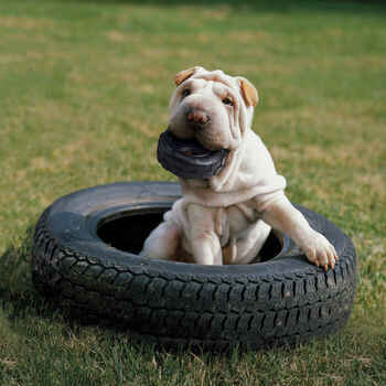 KONG Tires Dog Toy - Medium/Large