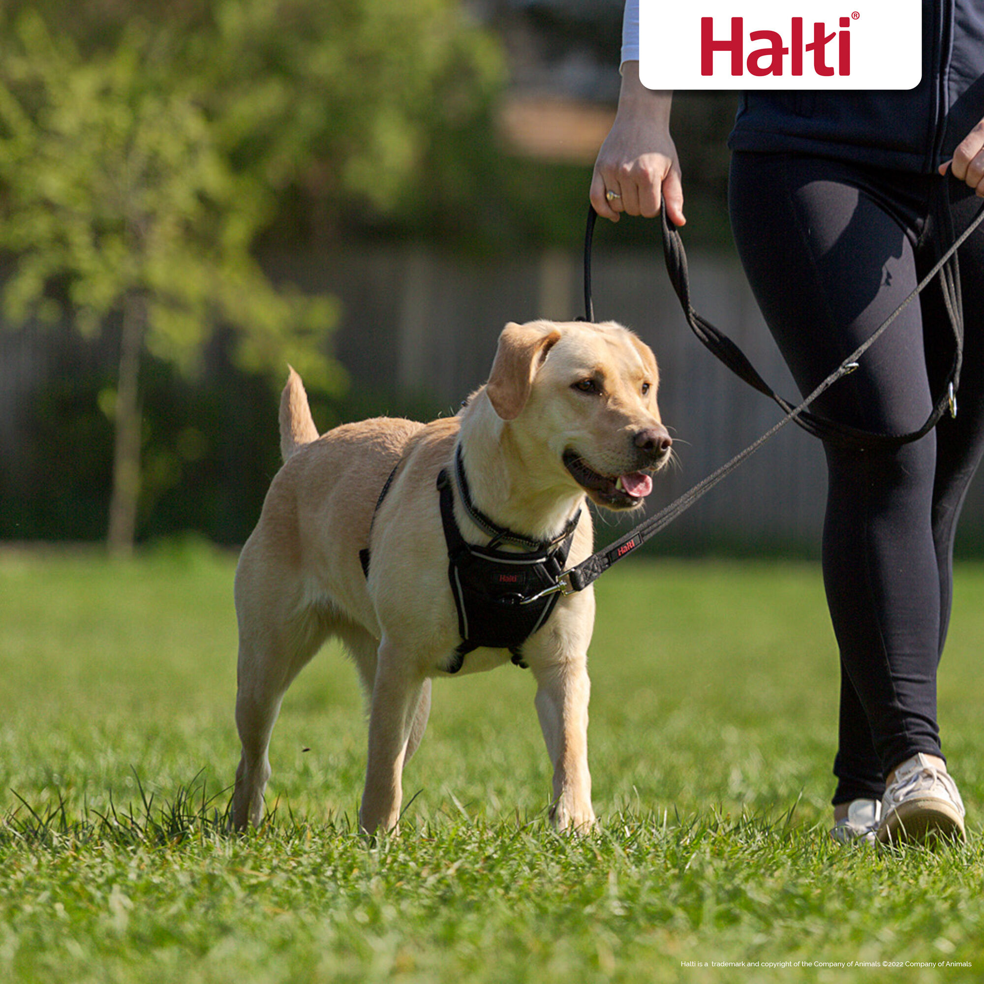 Halti anti sale pull harness