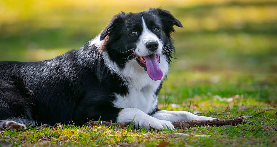 Know The Signs Of Heartworm In Pets