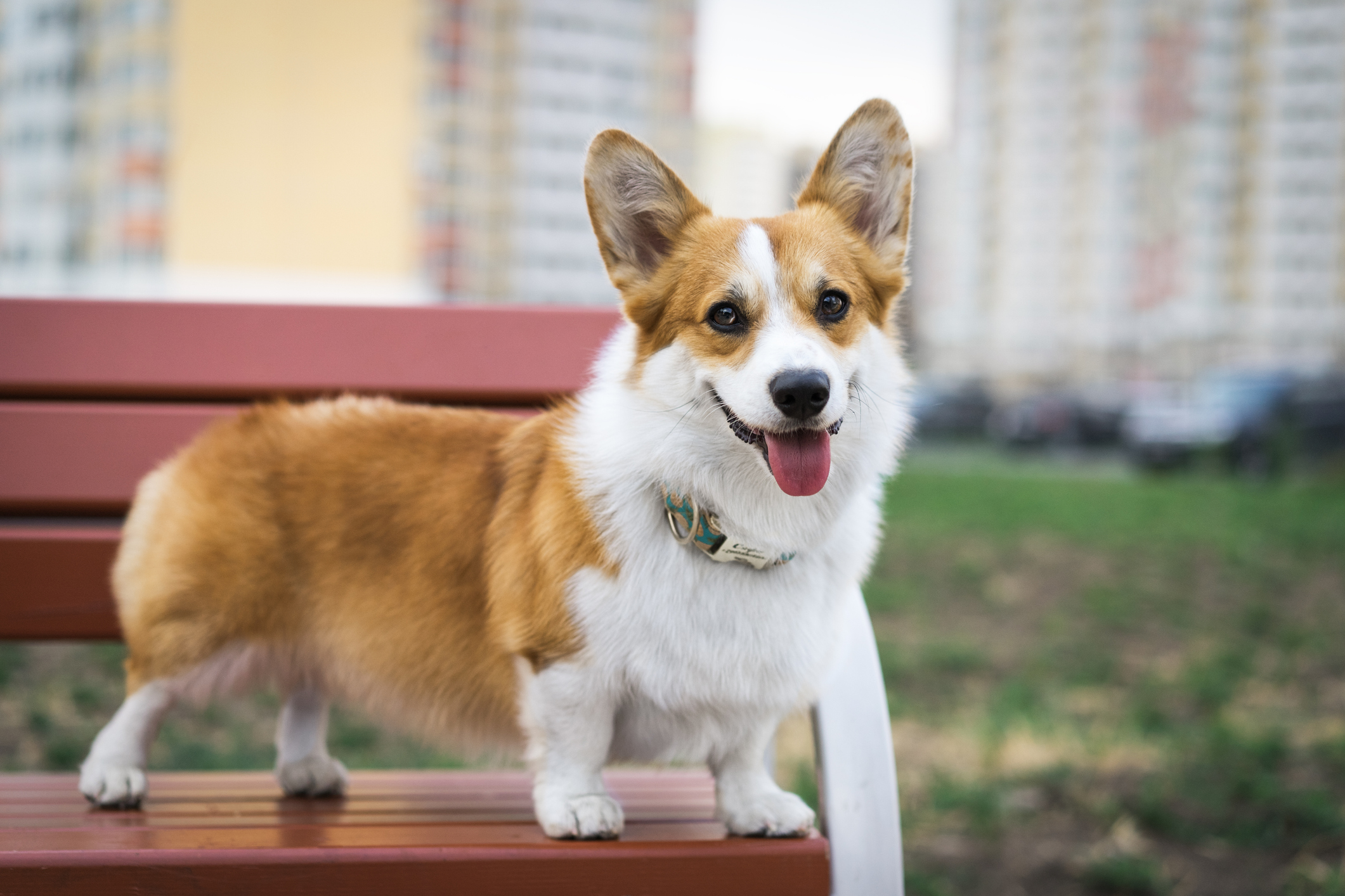 Tan and white Pembroke Welsh Corgi smiling standing on a bench