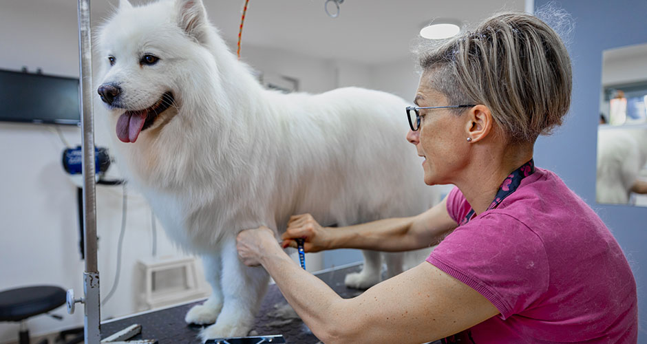 Dog groomer brushing an adult Samoyed