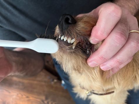 What Your Pet’s Gums Can Tell You About Their Health