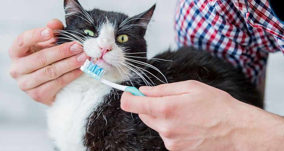 7 Ways To Clean Your Cat's Teeth Without Brushing