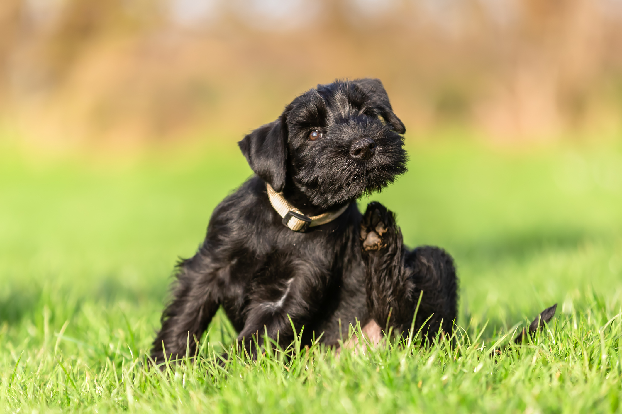 Terrier puppy scratches outside in the grass during peak flea season