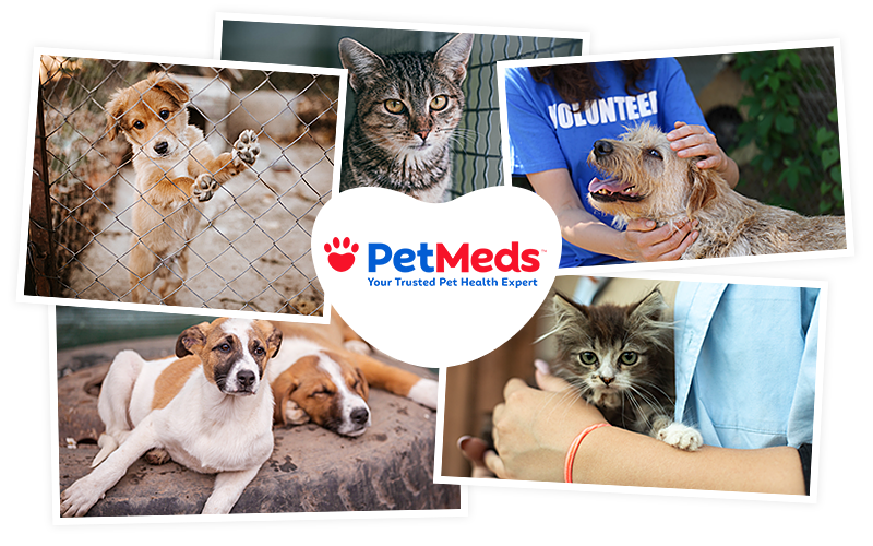 Join PetMeds® To Support Florida Pets Displaced By Hurricane Ian