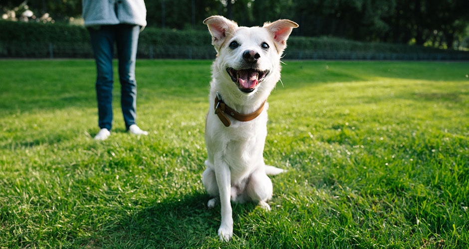 The Tripawd Life: What To Expect When You Adopt A 3-Legged Dog