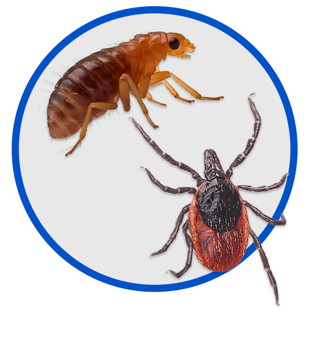 Fleas & Ticks