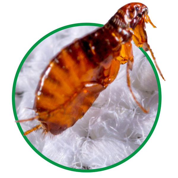 Prevents flea infestations
