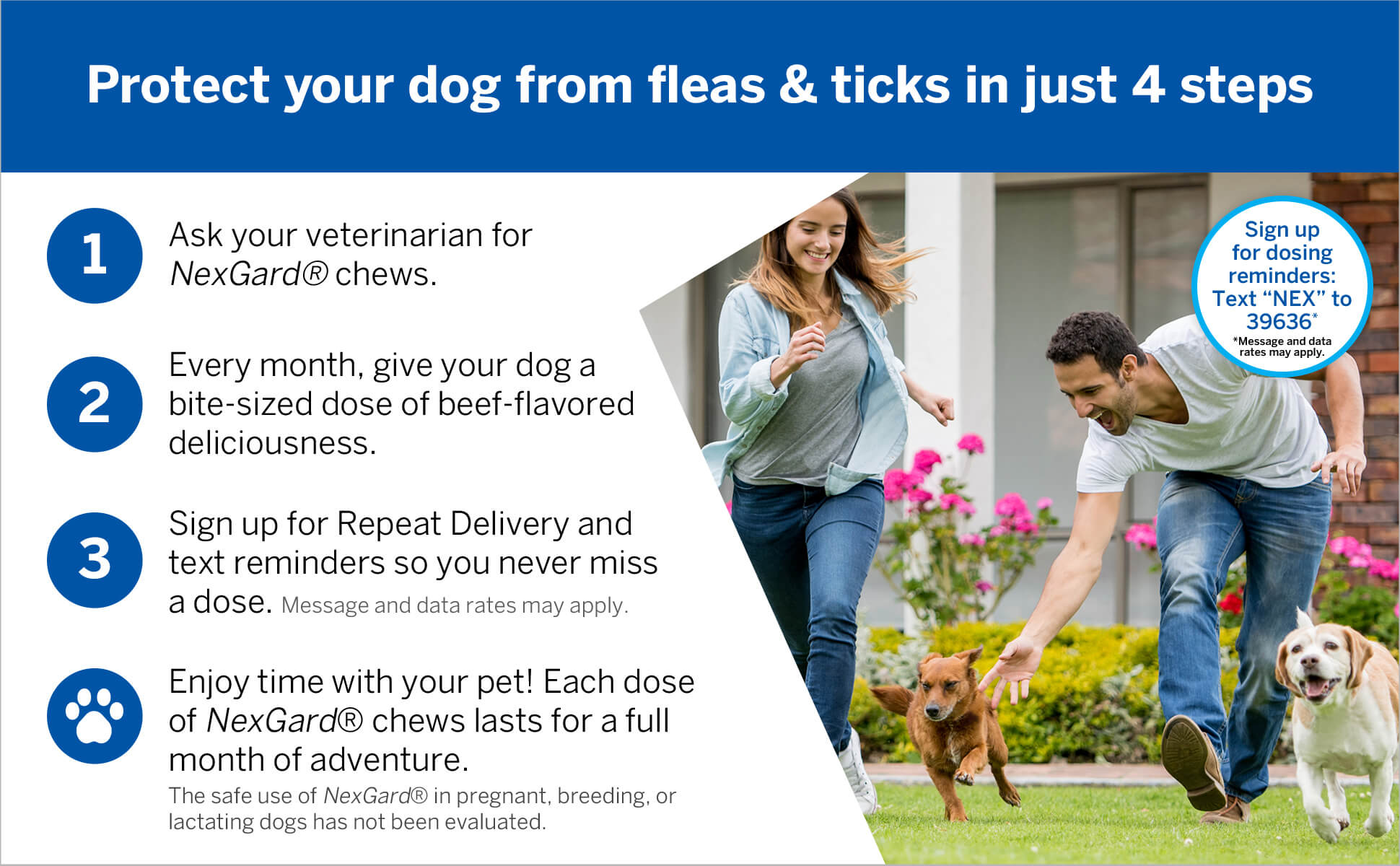 Protect your dog from fleas & ticks in just 4 steps