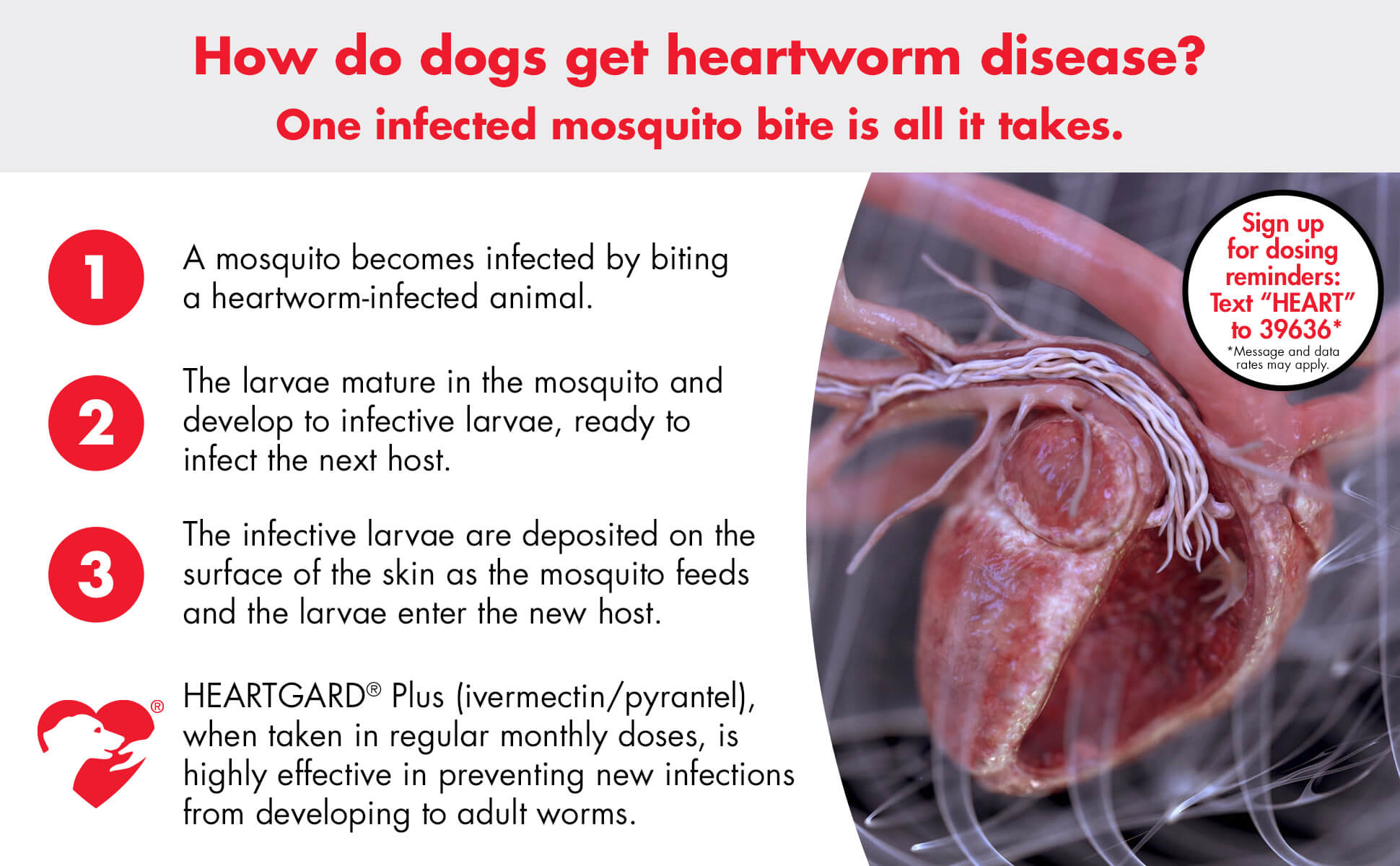 How do dogs get heartworm disease? One infected mosquito bite is all it takes!