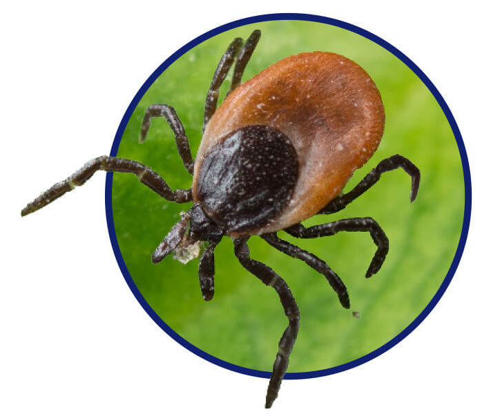 What are the signs of ticks on dogs?