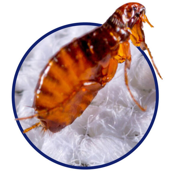 Learn about fleas