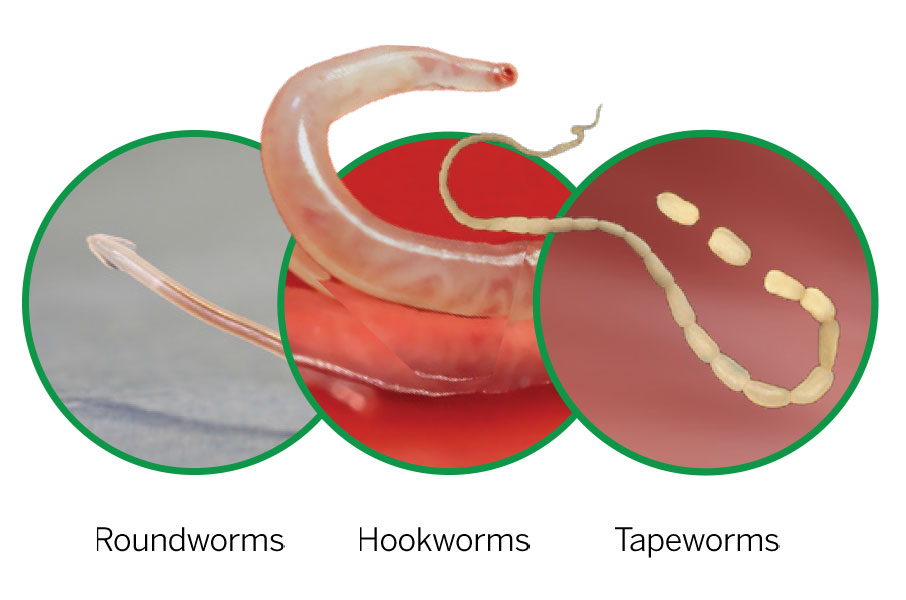Treats and controls roundworms, hookworms and tapeworms